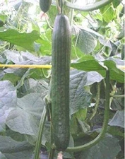 Holland Hothouse F1 Cucumber Seeds (25+ Seeds)(More Heirloom, Organic, Non GMO, 
