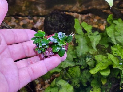 Anubias Nana Petite - Live Aquatic Plants - Freshwater Shrimp Fish Tank Rhizome