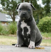 Irrestible Dog Ideas And Training Tips Pitbull Terrier American