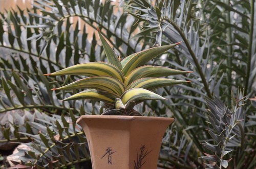 Sansevieria Johannesburg Variegated Big Size Rare Uniqe Snake Plant