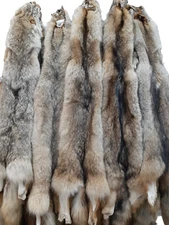 Eastern Coyote Pelt (LG-1X)