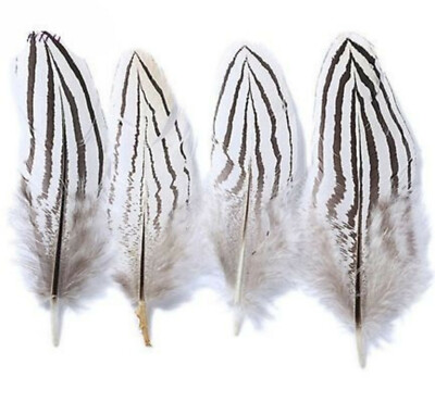 5 Pcs Mini Natural SILVER Pheasant Tail Feathers 1''-5'' (Crafts DIY Halloween)