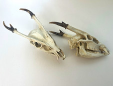 Faux Resin Muntjac Deer Skull Replicas Display Accent
