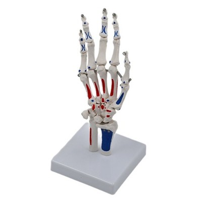 Hand Skeleton Model Life Size Human Hand Joint Model for School Medicals Study