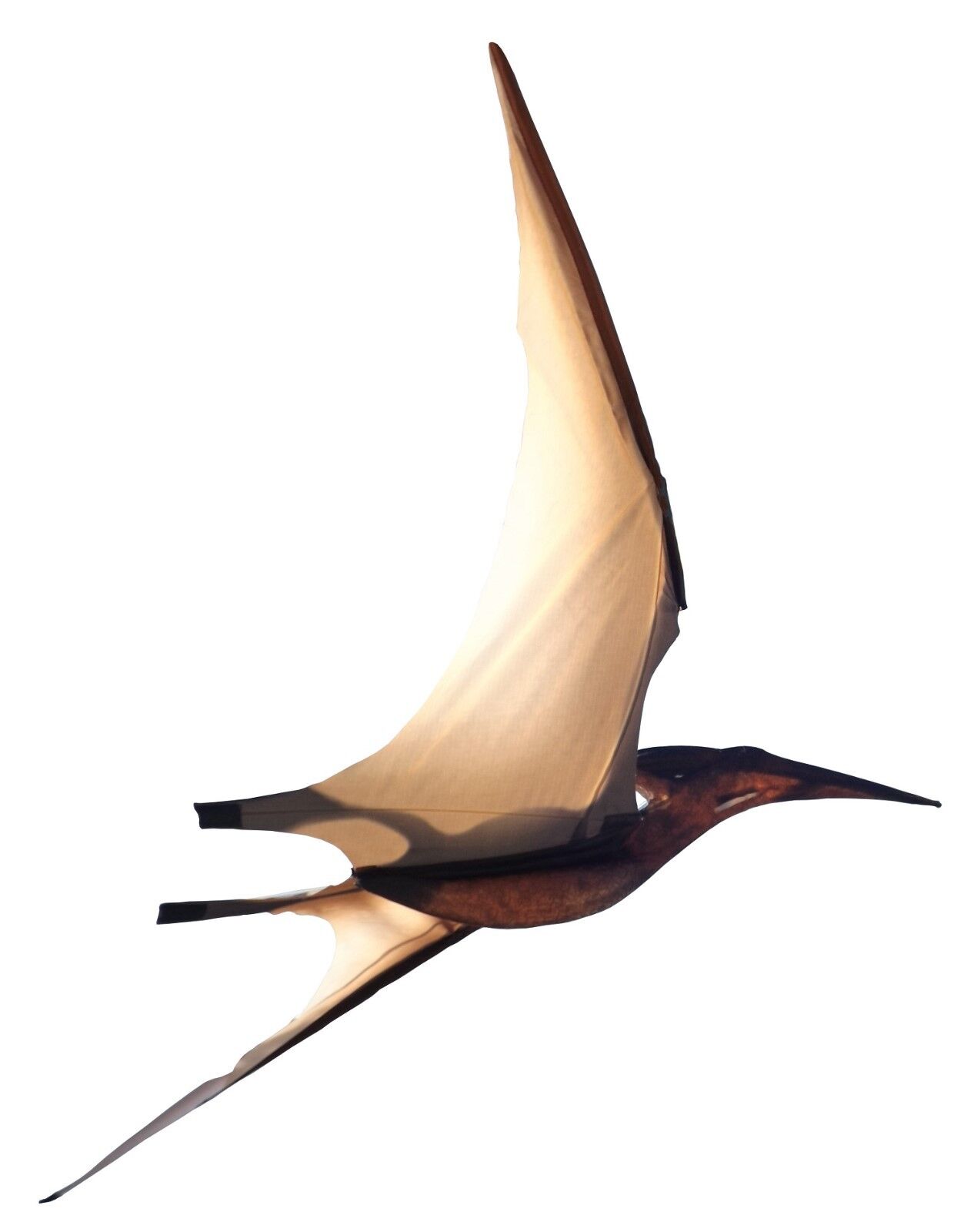 Why Isn't Pterodactyl a Dinosaur?