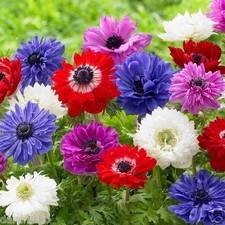 20 x ANEMONE CORONARIA ST BRIGiD MIXED GARDEN BULBS/CORMS CORN