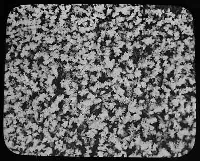 Magische Laternenfolie Raureif auf kurzem Gras um 1900 Foto viktorianische Naturstudie 