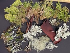 Pressed dried lichen old man’s beard, beard lichen, beard moss Combined Shipping
