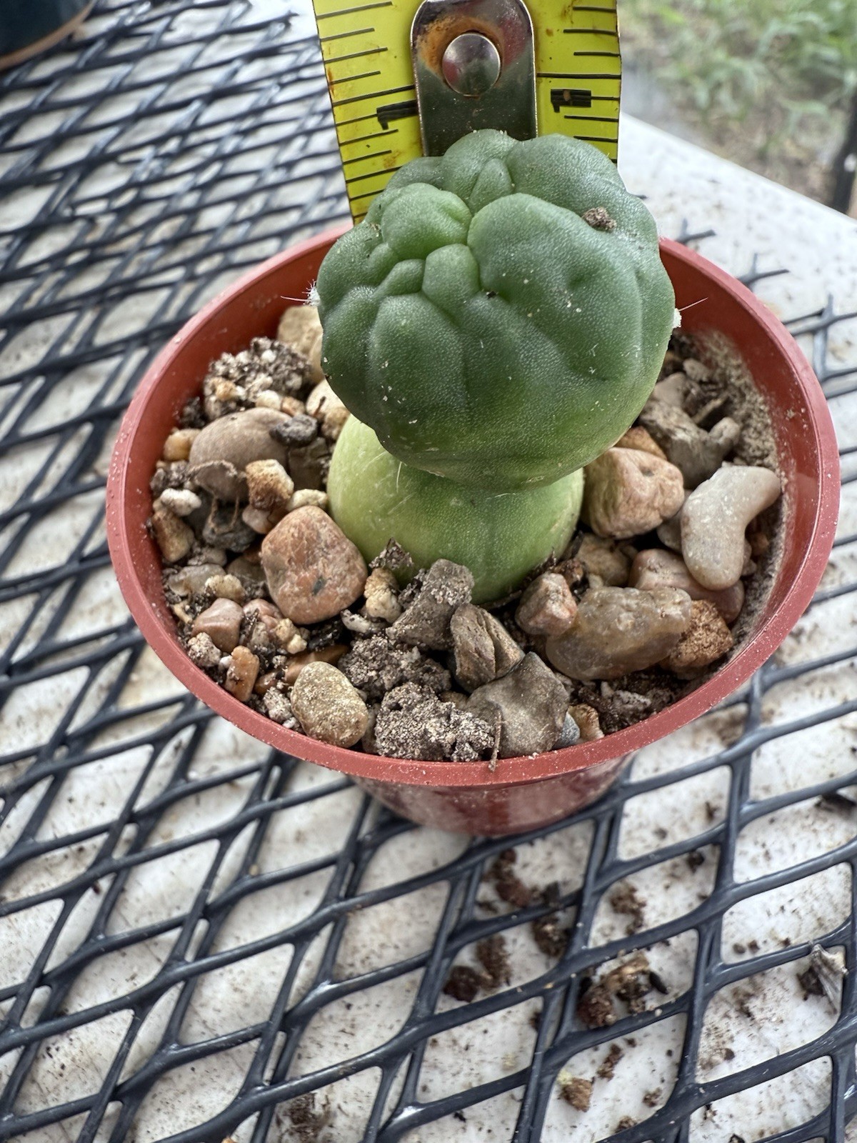E Subdenudatum Fuzzy Navel Crest Rare Clone Starter Plant