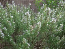ROMARIN SECHE BIO DE MON JARDIN, IDEAL TISANE DETOX FOIE