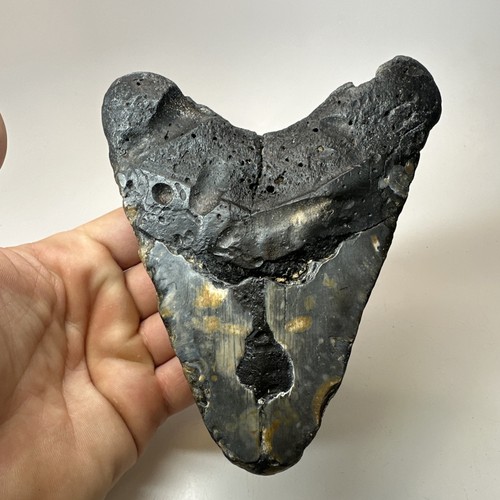 Megalodon Shark Tooth 5.68 Inch - Big - Wide Fossil - Black - Real Teeth 19696 - Picture 8 of 8