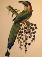 Descourtilz "Reichnow's Motmot" Vintage Limited Ed. Lithograph 1960 