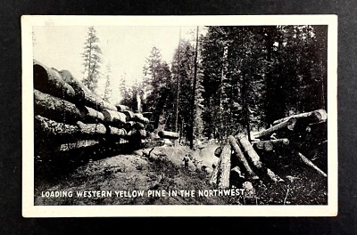 1940s Loading Western Yellow Pine Trees Northwest Forest Vintage RPPC Postcard