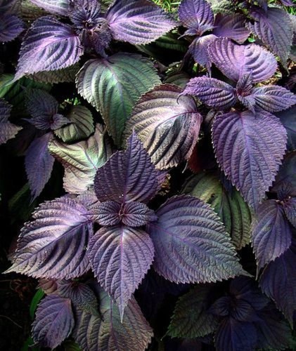 150 Purple Shiso Seeds, Perilla, Beefsteak Plant * organically grown