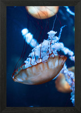 White and red sting fish Framed Wall Art Poster Canvas Print Picture