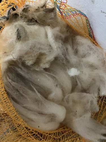 Schafwolle , Rohwolle, Bio, vom Rhönschaf zum Spinnen und Filzen ca. 8 Kg