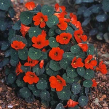 25+EMPRESS OF INDIA NASTURTIUM SEEDS FRESH FOR YOUR FLOWER GARDENS