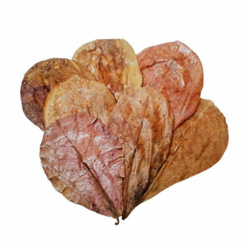 Catappa indische Mandelblätter Ketapang Blattgarnelen Betta Fisch Aquarium Pflege 100g - Bild 1 von 6