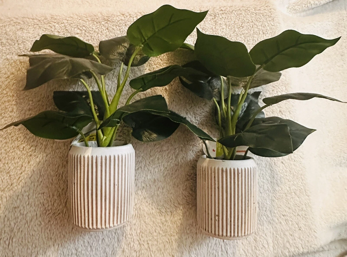 Debi Lilly Flowers Care Best Flower Site