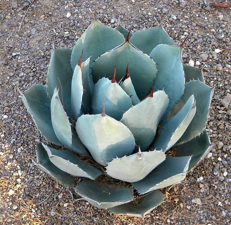 Agave Parryi - Stunning Parry's Agave - 10 Fresh Seeds - UK Hardy