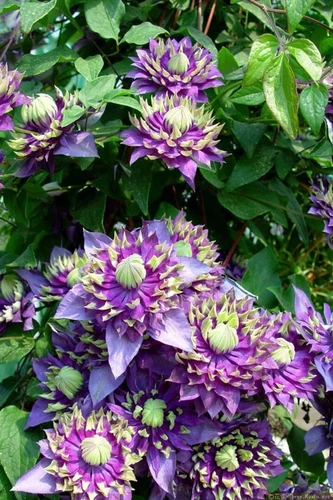 Clematis taiga Flower Seeds 20Pcs Seed Perennial Flower seeds - Picture 4 of 8