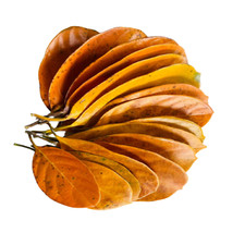 Bulk Offer: 60g of Jackfruit Leaves - Enhance Aquarium with Natural Benefits