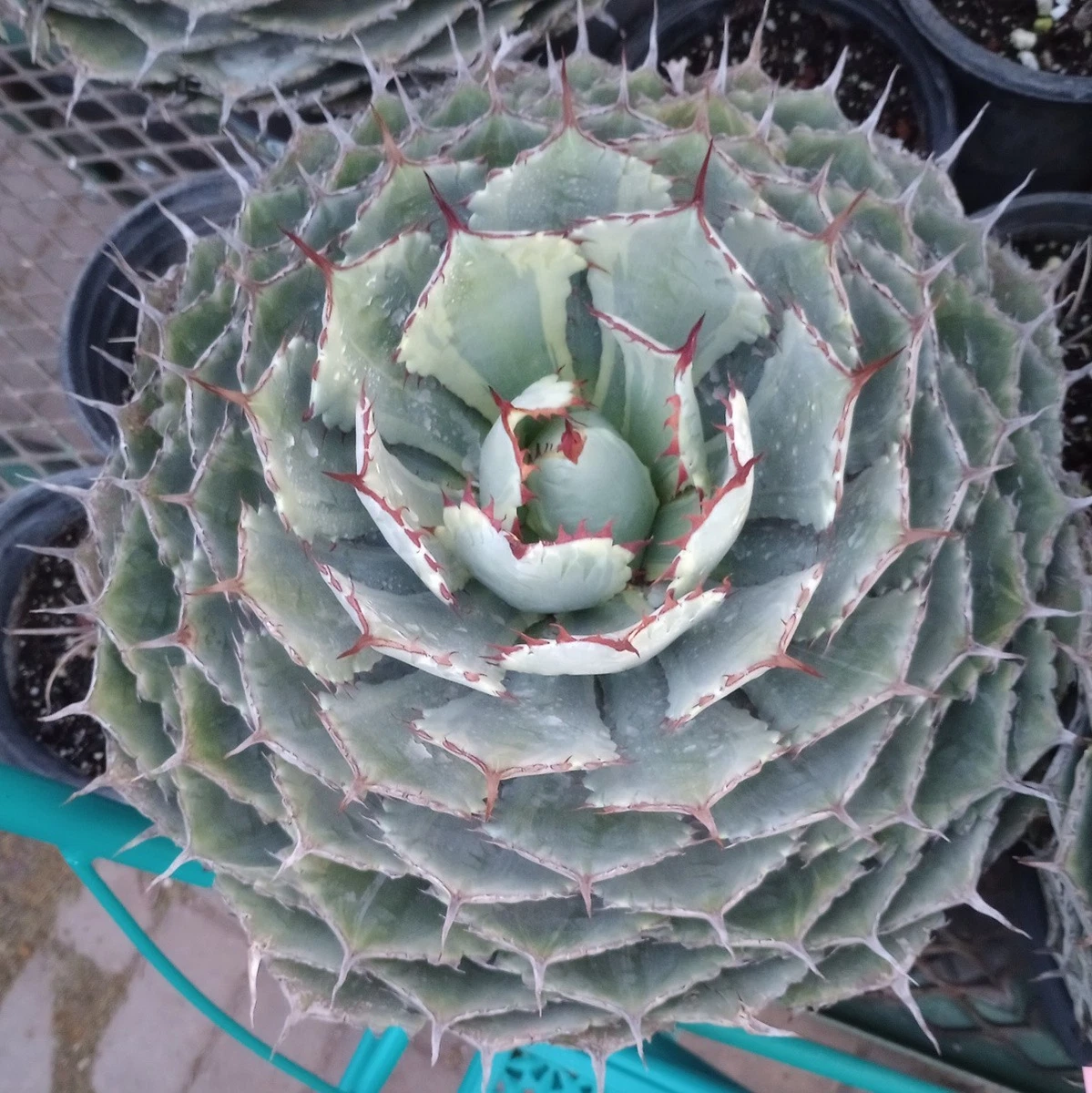 Agave Medium Cactis&Succulents for sale | eBay