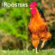 Roosters | 2026 12x24" (Hanging) Monthly Square Wall Calendar | Plastic-Free