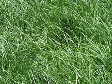 Kentucky 31 Tall Fescue Grass Seed "Raw" 1 Lb 