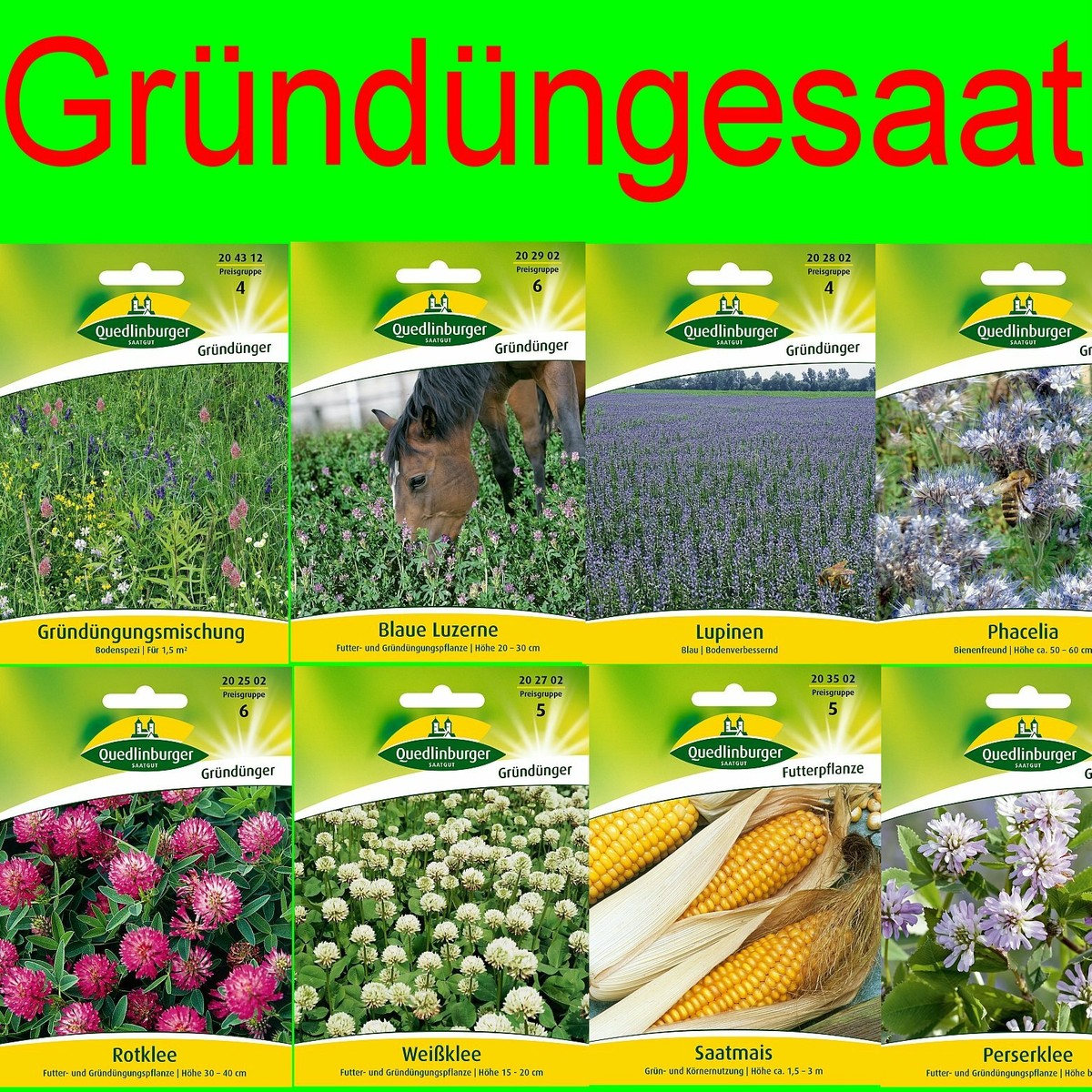 Phacelia Bienenfreund Samen 1 KG | Gründüngung & Bienenweide | Blüht Juni Bis September