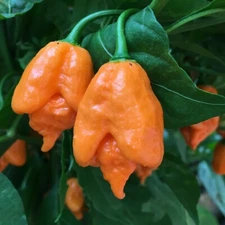 100 Orange Carolina Reaper Chili Pepper Seeds World Record Hot Peppers Seed