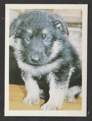 Dogs - Spanish Trade Trading card circa 1985 #18 German Shepherd Alsation Puppy