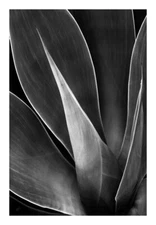 Agave No 3,  12"x16", Fine Art Museum Quality Print
