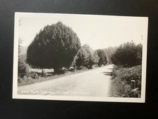 Old Vintage "Myrtle Trees Along the OREGON Coast Hwy" RPPC Postcard Made in USA