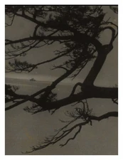Japan, View Through a Tree, Vintage Print, 1959 Photo Taken by Henri Les