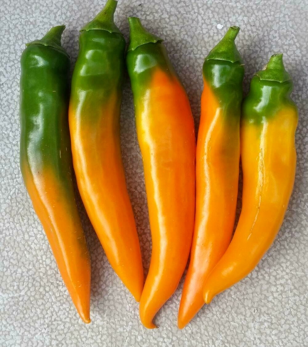 Tequila Sunrise Pepper 15 Seeds Over 1000 kinds of heirloom seeds in
