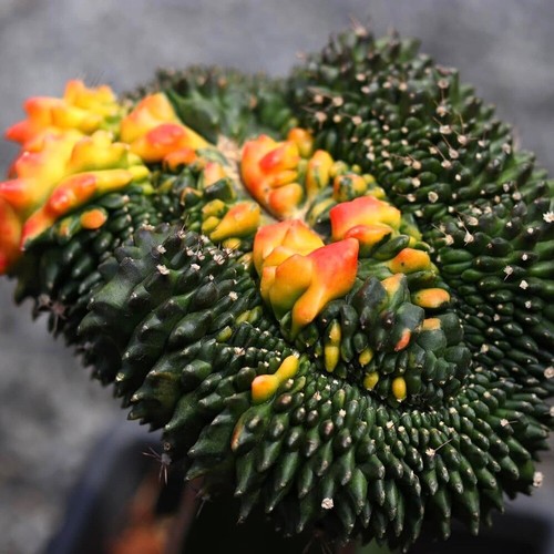 20 seeds Variegated Gymnocalycium cristata inermis RARE CACTUS not Astrophytum - Picture 4 of 5