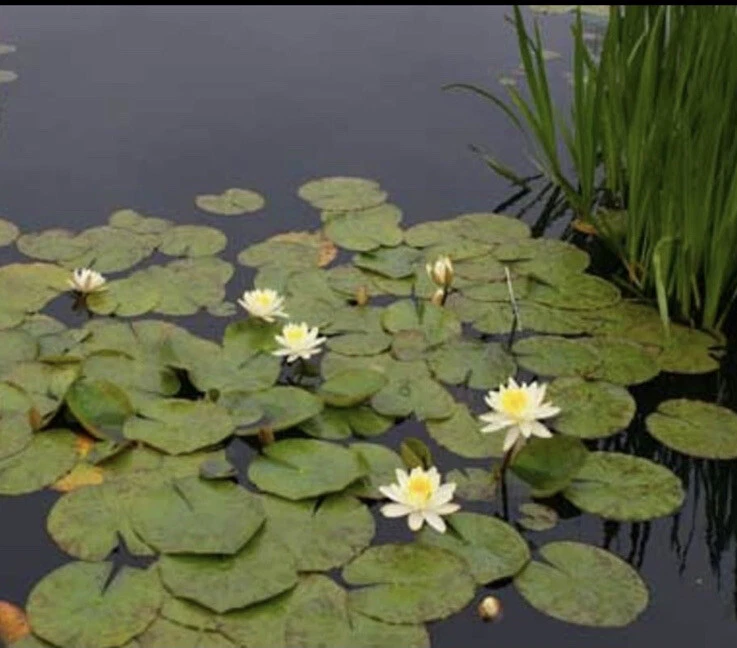 Hardy Water Lily Live Plant Mix Sizes, White, 5 Counts - Image 4 of 4