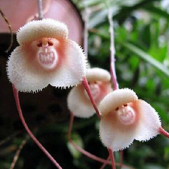 10pcs Strange Rare Monkey Face Flower Plant Seeds Four Seasons Planting