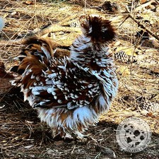 Silkie Hatching Eggs Mille Fleur 6 Showgirl Frizzle NPIP  AI