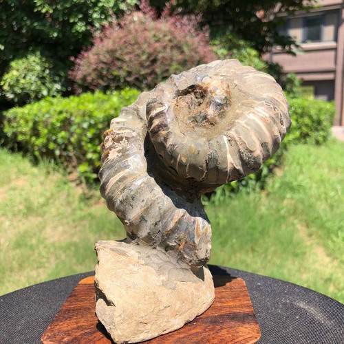 2 piezas 2240G Natural Hermoso Fósil Caracola Cristal Espécimen 1531 - Imagen 14 de 17