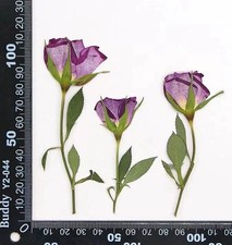 12PCS real dried side Pressed rose head with leaves and stem, Pink Purple FHT41