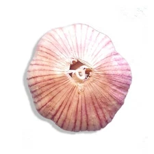 Fresh Organic Heirloom GARLIC Bulbs Purple Italian Plant or Eat 3 bulbs - 10 lbs