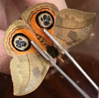 410 Saturnidae