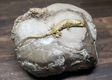Gold Coated Lizard Skeleton Natural Authentic Fossilized Ocean Coral Curiosity