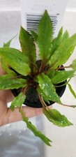 Green Wendtii, Elodea, Hornwort - live aquarium plants