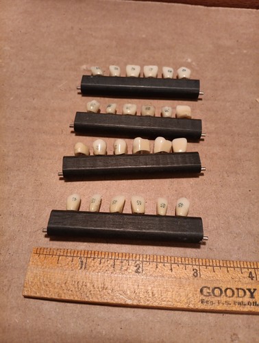 Vtg Group Of Numbered Teeth Examples. Probably Used By Dentist For Teaching