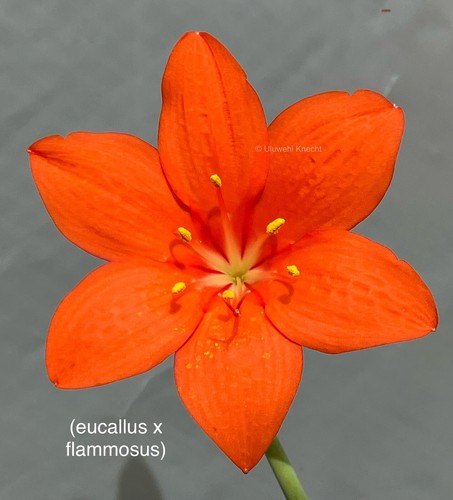 Cyrtanthus (eucallus x flammosus) NBS amaryllis bulb EXTREMELY RARE slow - Picture 4 of 14