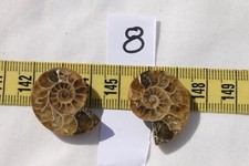 Fossilized Snail Ammonites Natural Specimen  26x22x8mm/ #8-2pc