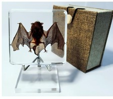 REAL Bat In Resin Block Bat Oddities Weird St...